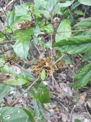 Maesa japonica