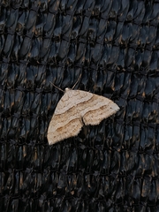 Perizoma parallelolineatum