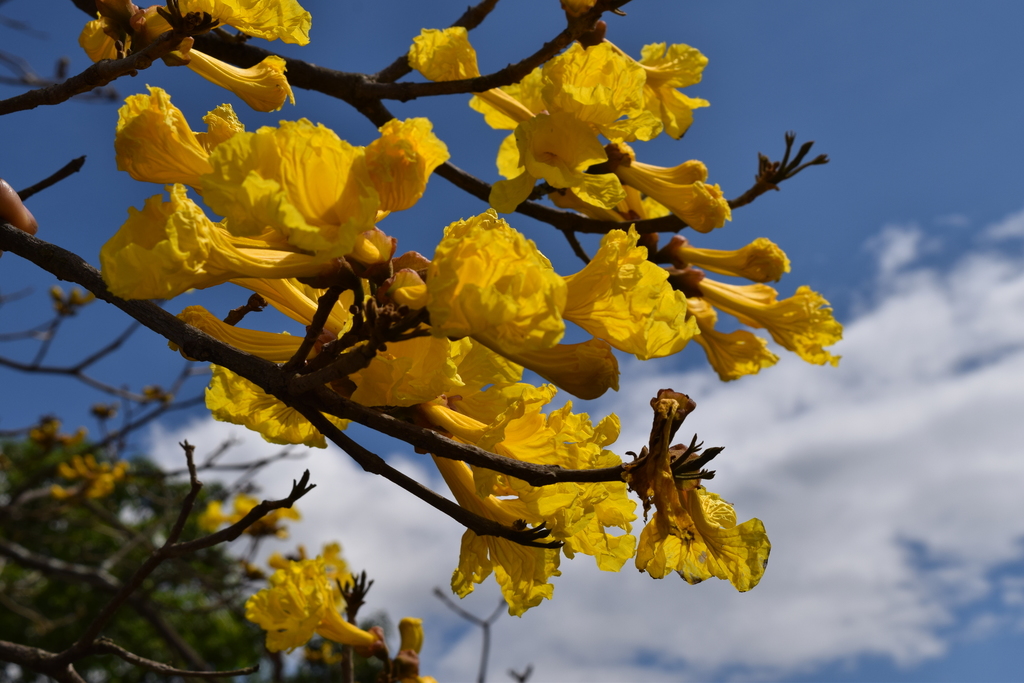 Handroanthus chrysanthus (Golden Bell Tree)