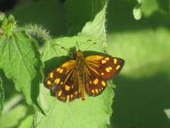 Metisella metis paris