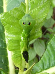Oxytenis modestia