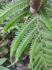 Pseudocyclosorus subochthodes