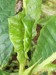 Oxytenis modestia