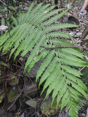 Pseudocyclosorus subochthodes