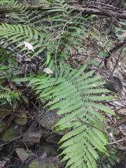 Pseudocyclosorus subochthodes