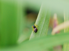 Heliophanus ussuricus