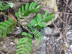Albizia corniculata