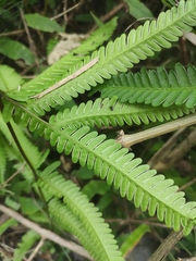 Pteris fauriei
