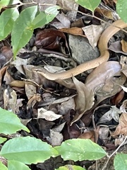 Liophidium torquatum