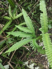 Pteris fauriei