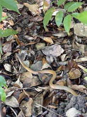 Liophidium torquatum