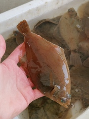 Limanda limanda