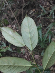 Itea chinensis