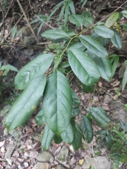 Itea chinensis
