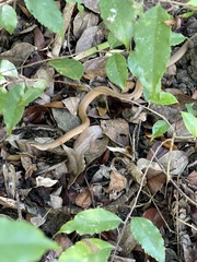 Liophidium torquatum