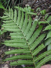 Pseudocyclosorus subochthodes