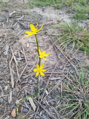 Moraea lewisiae