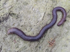 Glossoscolecidae