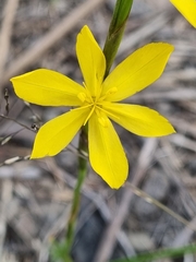 Moraea lewisiae