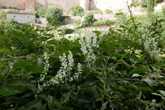 Fallopia baldschuanica