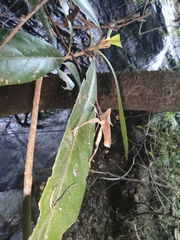 Notopteryx soror