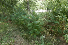 Ailanthus altissima