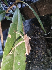 Notopteryx soror