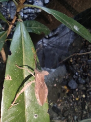 Notopteryx soror