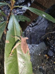 Notopteryx soror
