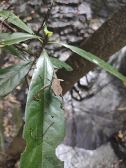 Notopteryx soror