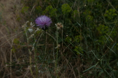 Mantisalca salmantica