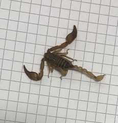 Euscorpius aquilejensis