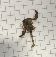 Euscorpius aquilejensis