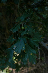 Crataegus monogyna