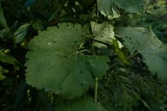 Colomerus vitis