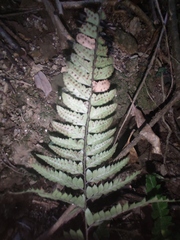 Arachniodes chinensis