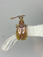 Chevrolatia amoena