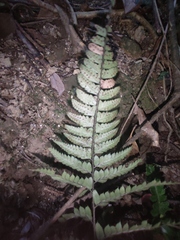 Arachniodes chinensis