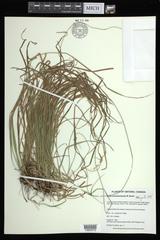 Carex assiniboinensis