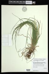 Carex assiniboinensis