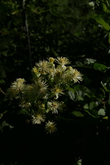 Clematis vitalba