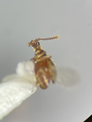 Chevrolatia amoena
