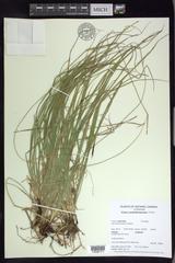 Carex assiniboinensis