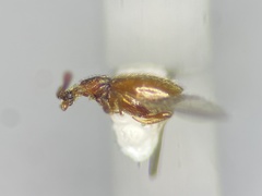 Chevrolatia amoena