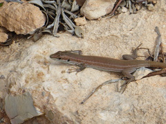 Podarcis waglerianus