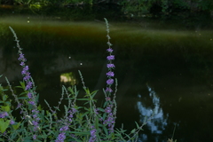 Lythrum salicaria