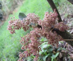 Heliocarpus americanus