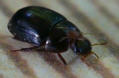 Coleoptera