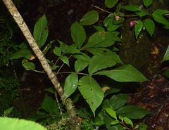 Carya ovata mexicana