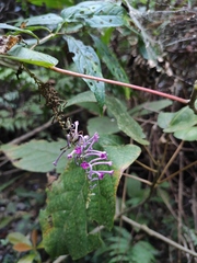 Buddleja lindleyana